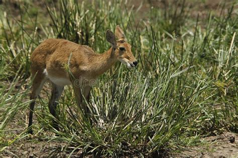 Southern Or Common Reedbuck Redunca Arundinum Female Standing In