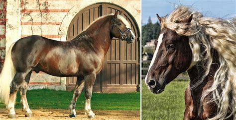 8 Interesting Facts About The Endangered Black Forest Horse of Germany