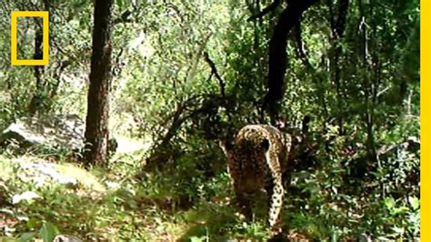 Rare Video Only Known Wild Jaguar In The U S Filmed National