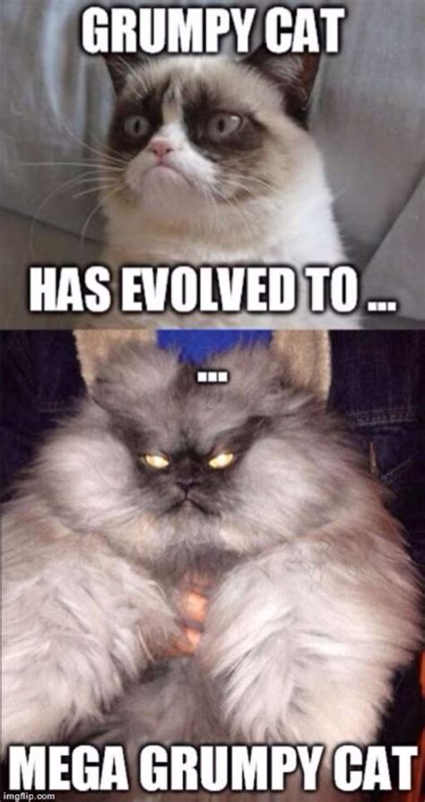 Mega Grumpy Funny Grumpy Cat Memes Grumpy Cat Humor Grumpy Cat Quotes