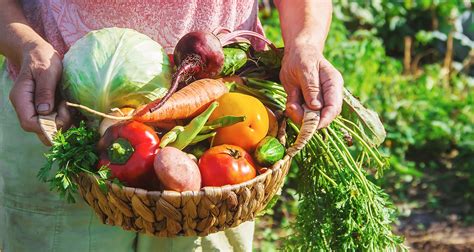 Know When To Harvest These 6 Vegetables Farmers Almanac