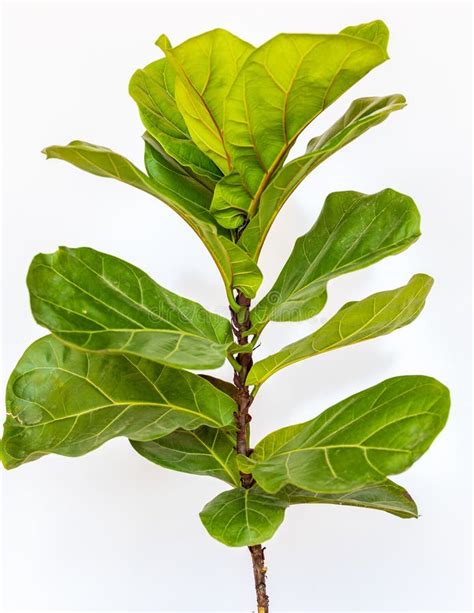 Fiddle Leaf Fig Tree Top View Isolated On White Background Stock Photo