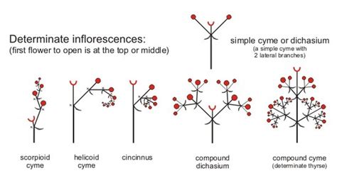 Inflorescence Types - C. Hales Farm