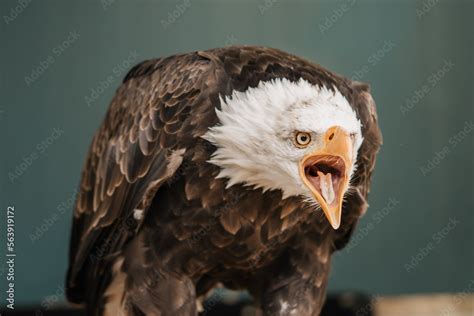 The american bald eagle bird and the national bird of the United States ...