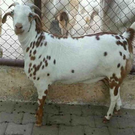 Barbari Goat in Nashik, बारबरी बकरी, नासिक - Latest Price & Mandi Rates from Dealers in Nashik