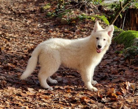 Des Hauts De Menaurupt Leveur De Berger Blanc Suisse Sapois