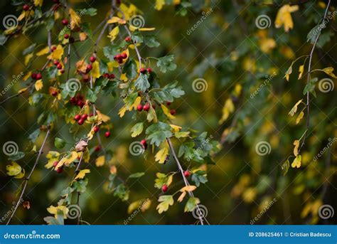 Shrub Of Crataegus Monogyna Hawthorn During Ripening Natural