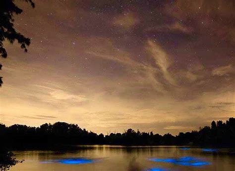 Best Bioluminescence In Florida Bioluminescent Bay Kayaking Indian