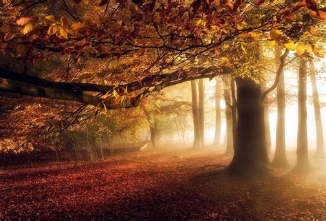 nature landscape forest fall mist sunrise leaves trees daylight ...