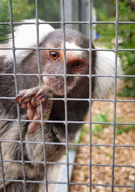 Marmoset Animal Fence - Free photo on Pixabay - Pixabay