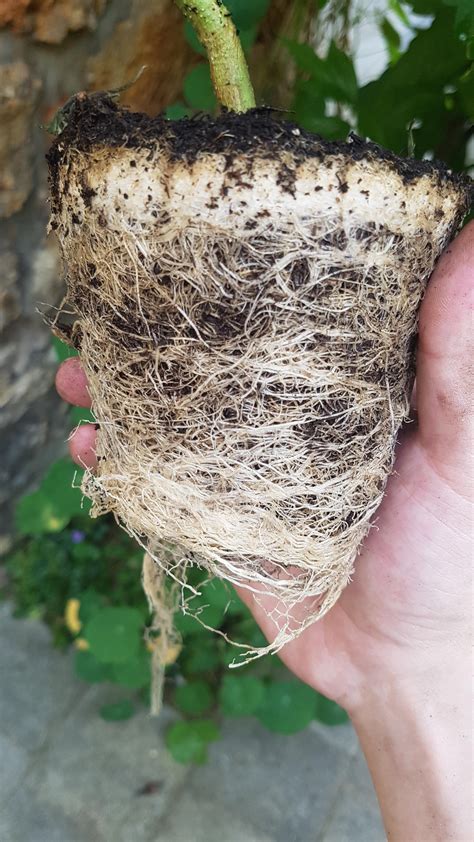 I Heard You Guys Like Roots 😳 Microgrowery