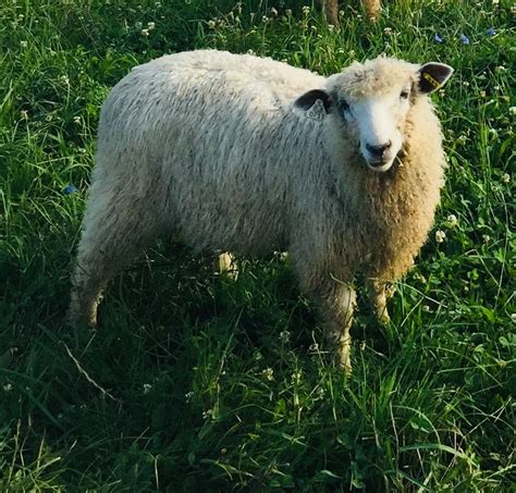 Leicester Longwool Sheep – Every Season Farm