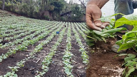 FERTILIZACIÓN completa en el cultivo de FRIJOL YouTube