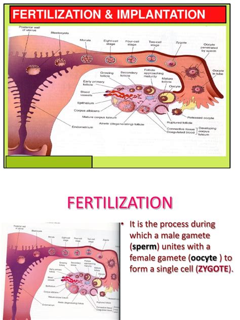 2-Fertilization & Implantation | Fertilisation | Implantation (Human ...