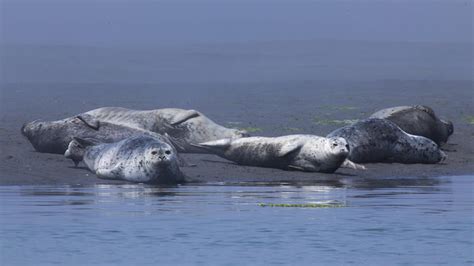 Bolinas Lagoon Seals and Birdwatching, Stinson Beach, CA - California ...