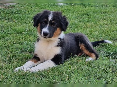 Australian Shepherd R De Monate Black Tri