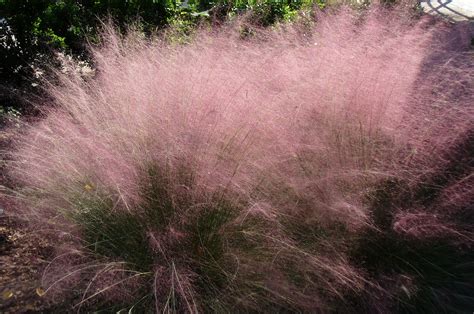 Trimming Ornamental Grasses