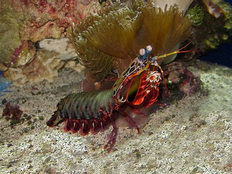 Download Vibrant Beauty Of The Ocean Peacock Mantis Shrimp Wallpaper