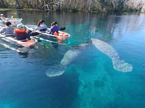 Silver Springs Manatees And Monkeys Clear Kayak Guided Tour Getyourguide