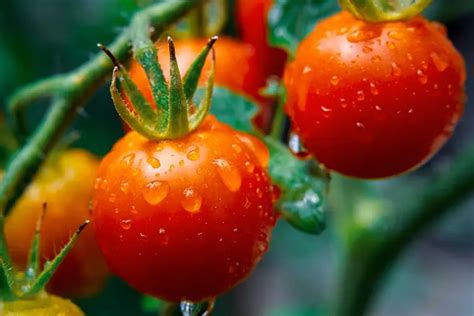 R Ussir L Arrosage Des Tomates Quelle Fr Quence Avec Quelle