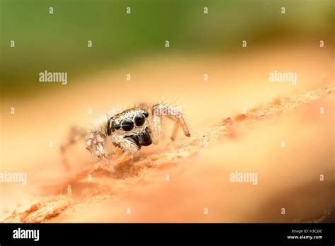 Extreme magnification - Jumping Spider Stock Photo - Alamy