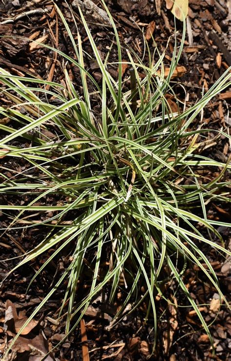 Evergold Striped Weeping Sedge Carex Oshimensis North Carolina