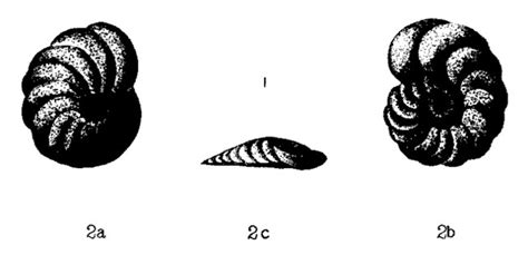 Anomalina Suessi Unknown None Miocene Neogene Foraminifera