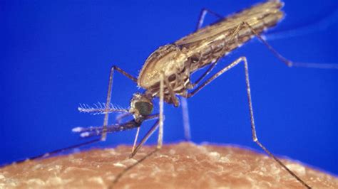 How Portraits of Mosquitoes Could Lead to Better Malaria Protection ...