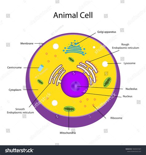 Eukaryotic Cell Structures Show Nucleus Smooth Stock Illustration 1904591947 Shutterstock