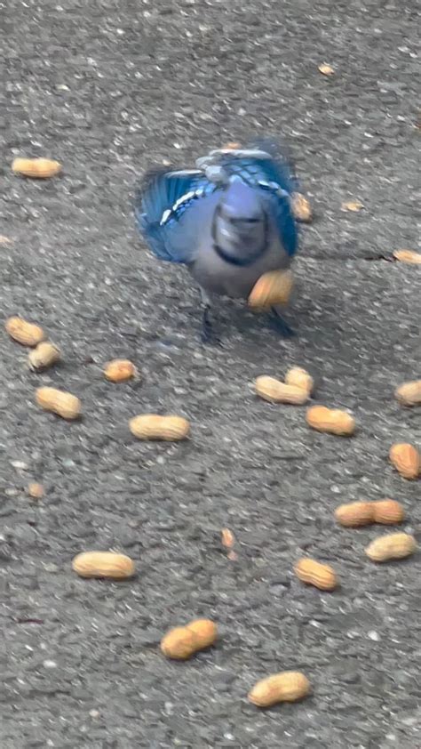 Today’s Blue Jay Feeding in NY💙🥜💙🥜 : r/birding