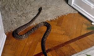 Naked Obsession Spiando Marina 1992