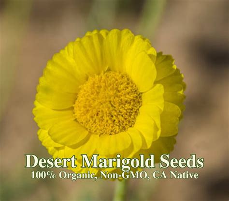 Desert Marigold Seeds California Native Baileya Multiradiata Protect