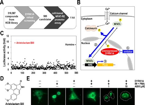 Identification Of Aristolactam Biii As A Dyrk A Inhibitor A