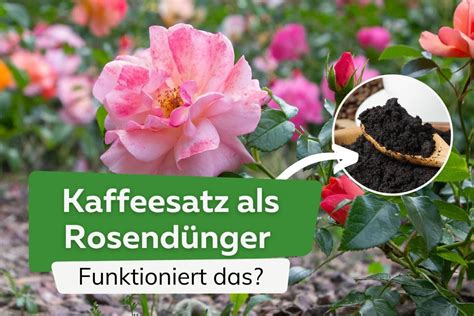 Wirkt Kaffeesatz Als D Nger F R Rosen