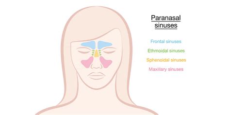 Where Is The Acupressure Point For Sinuses? - The Micro Blogging