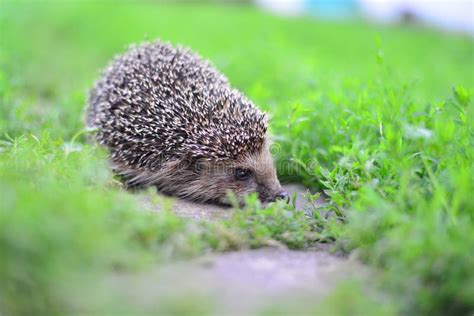 Young Hedgehog in Natural Habitat Stock Image - Image of brown, morning ...