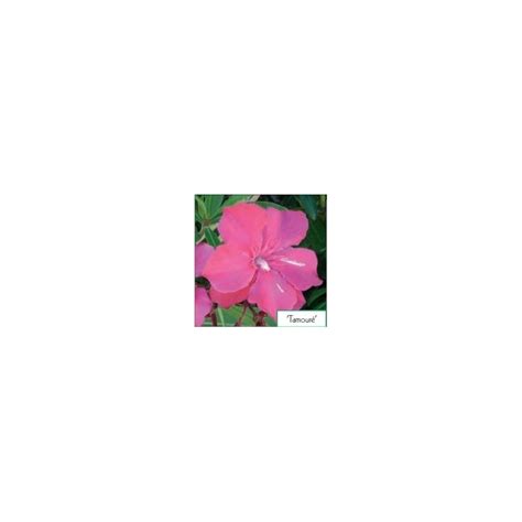 Nerium Oleander Tamour Laurier Rose L Ombre Des Figuiers