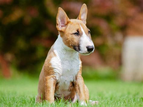 Eladó Bullterrier Kutya hirdetések Adokveszek