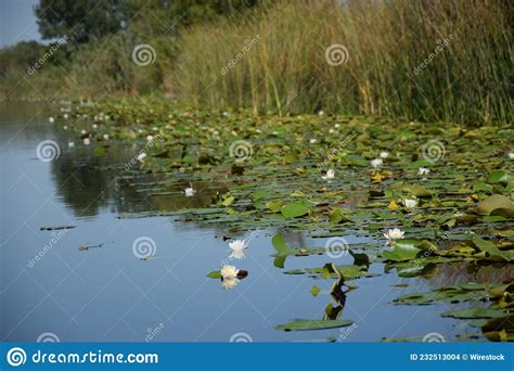 Beautiful View Of White Water Lily Nymphaea Alba Flowers On Romania