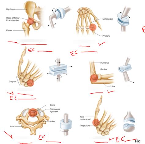 Types Of Synovial Joints Diagram Quizlet