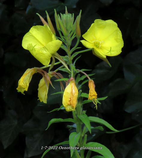 Grote Teunisbloem Oenothera Glazioviana