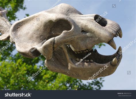 Cave Bear Skull Prehistoric Stock Photo 489225214 | Shutterstock