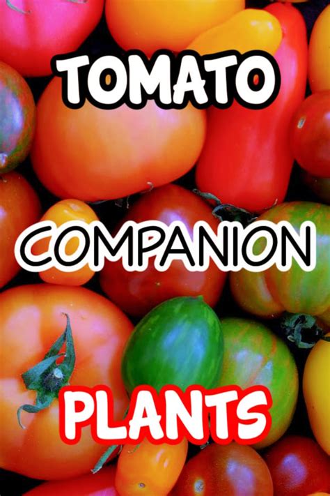 Best Companion Plants For Tomatoes – Backyard Vegetable Gardener