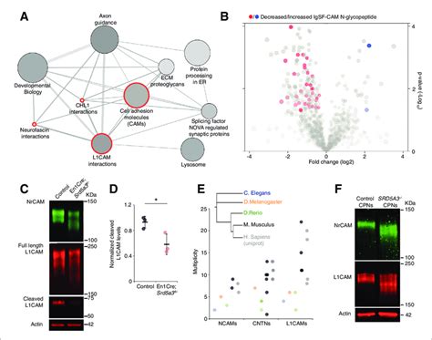 IgSF CAMs Are Especially Sensitive To A Mild N Glycosylation