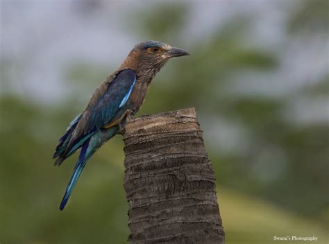 Indian Roller Bird by swami1969 | ePHOTOzine