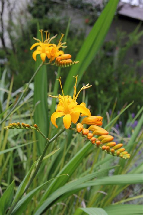 Crocosmia Masoniorum Rowallane Yellow Pan Global Plants