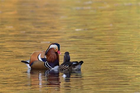 Mandarin Ducks Pair Lake - Free photo on Pixabay