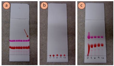 E Procedimientos Paso A Paso Para Cromatograf A En Capa Fina
