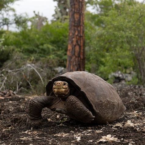 Confirman Que Fernanda La Tortuga Fant Stica De Gal Pagos Pertenece