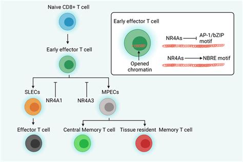 NR4As play significant roles during CD8 + T cells response to acute ...